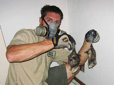 Los Angeles dead animal